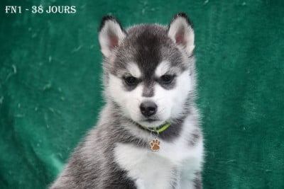 Les chiots de Siberian Husky