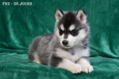 Les chiots de Siberian Husky