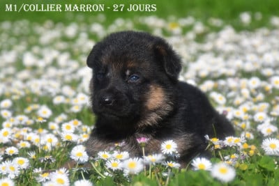 Les chiots de Berger Allemand