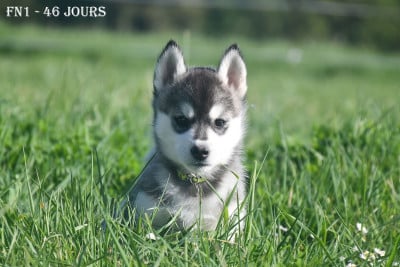 Les chiots de Siberian Husky
