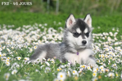 Les chiots de Siberian Husky