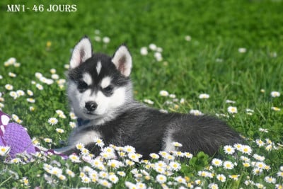 Les chiots de Siberian Husky