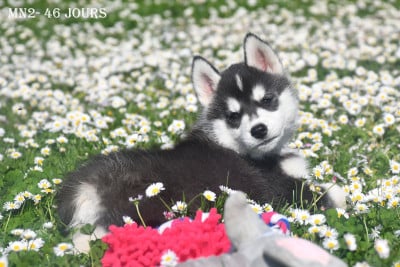 Les chiots de Siberian Husky