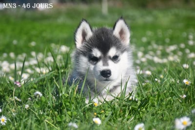 Les chiots de Siberian Husky