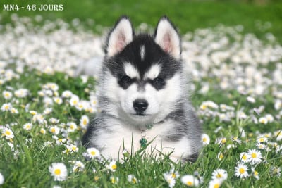 Les chiots de Siberian Husky