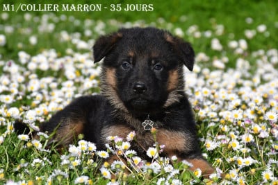 Les chiots de Berger Allemand