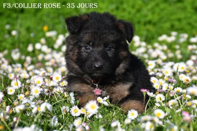 Les chiots de Berger Allemand