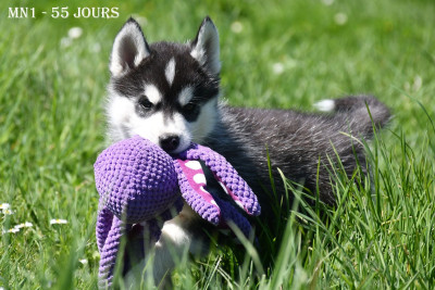 Les chiots de Siberian Husky