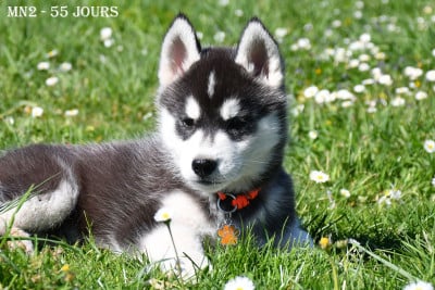 Les chiots de Siberian Husky