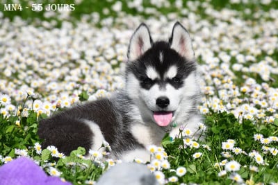 Les chiots de Siberian Husky