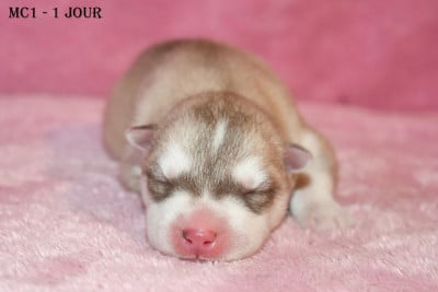 Mâle Cuivre - Siberian Husky