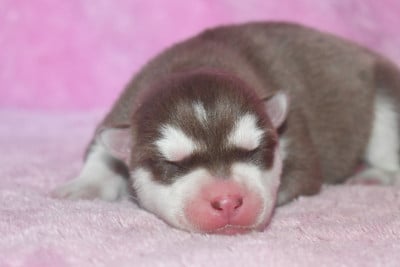 Femelle Chocolat - Siberian Husky