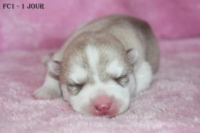 Femelle Cuivre - Siberian Husky