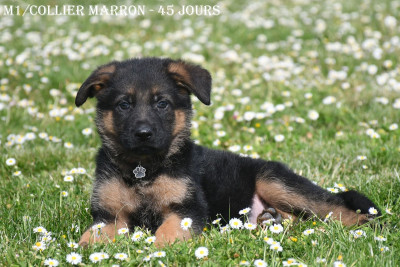 Les chiots de Berger Allemand