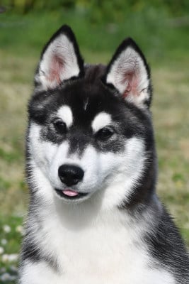 Les chiots de Siberian Husky