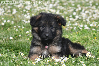 Les chiots de Berger Allemand