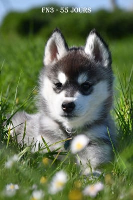 Les chiots de Siberian Husky