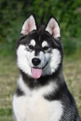 Les chiots de Siberian Husky