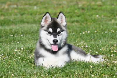 Les chiots de Siberian Husky