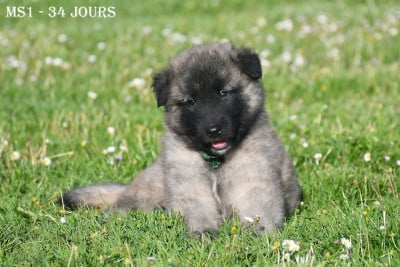 Les chiots de Berger Belge