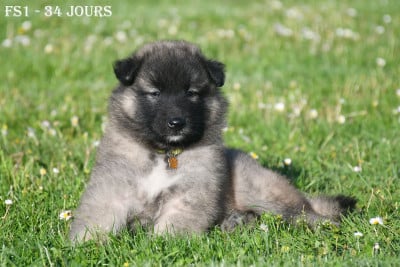 Les chiots de Berger Belge