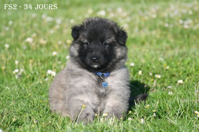 Les chiots de Berger Belge