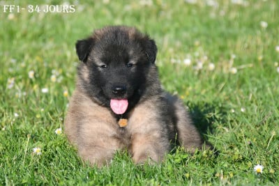 Les chiots de Berger Belge