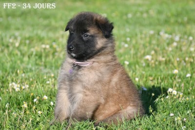 Les chiots de Berger Belge