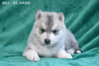 Les chiots de Siberian Husky