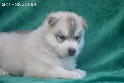 Les chiots de Siberian Husky