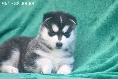 Les chiots de Siberian Husky