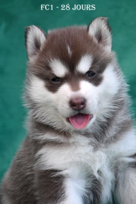 Les chiots de Siberian Husky