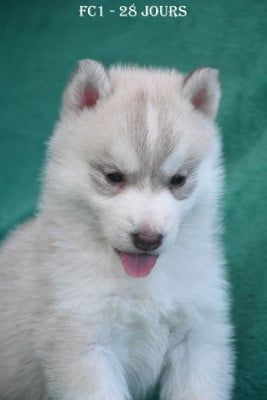 Les chiots de Siberian Husky