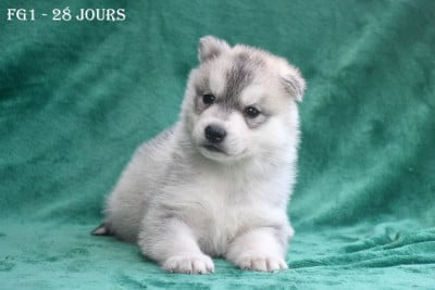 Les chiots de Siberian Husky