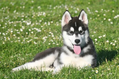 Les chiots de Siberian Husky