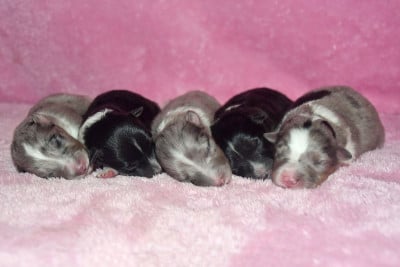 Les chiots de Shetland Sheepdog