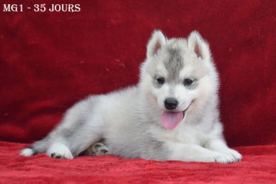 Les chiots de Siberian Husky
