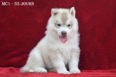 Les chiots de Siberian Husky