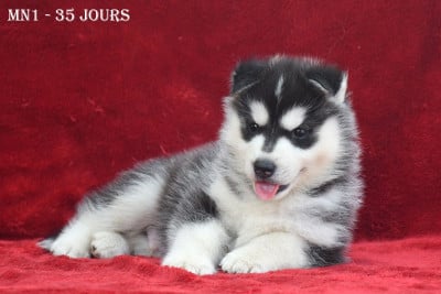 Les chiots de Siberian Husky