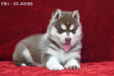 Les chiots de Siberian Husky