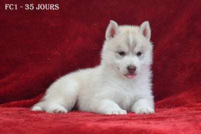 Les chiots de Siberian Husky