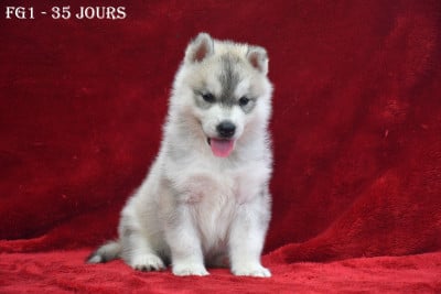 Les chiots de Siberian Husky