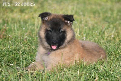 Les chiots de Berger Belge