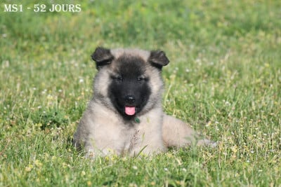 Les chiots de Berger Belge