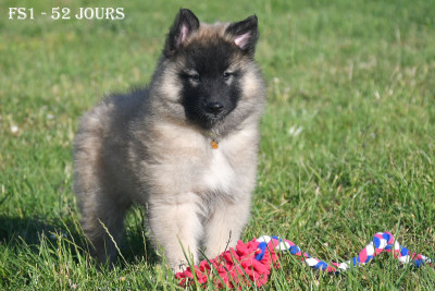 Les chiots de Berger Belge