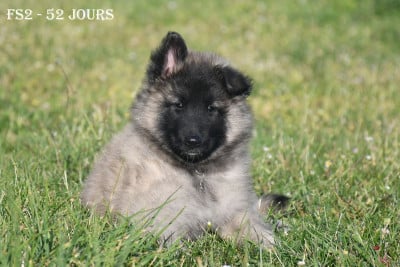 Les chiots de Berger Belge