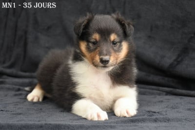 Les chiots de Shetland Sheepdog