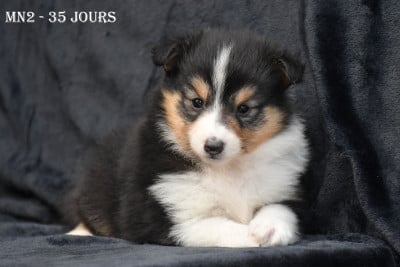 Les chiots de Shetland Sheepdog