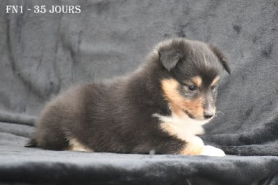 Les chiots de Shetland Sheepdog