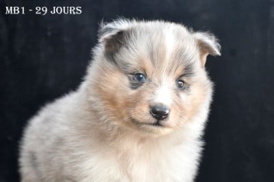 Les chiots de Shetland Sheepdog